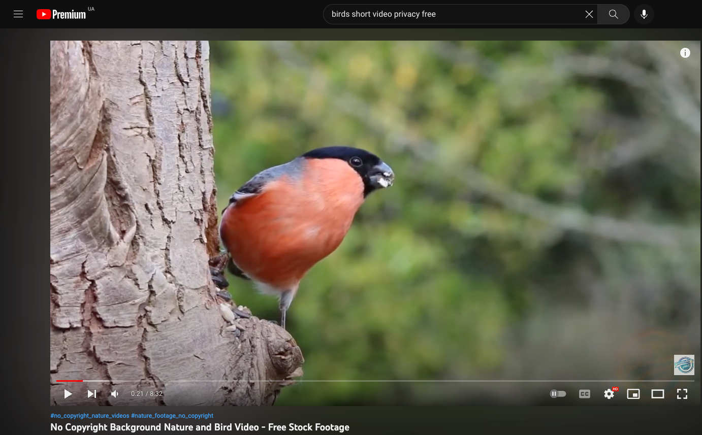 YT video with birds